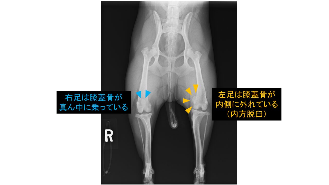 膝蓋骨内方脱臼整復 ｜ライオン動物病院｜三鷹市・調布市の動物病院